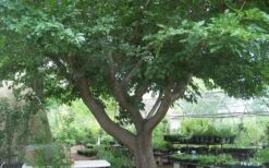 Red Mulberry Tree (Morus Rubra) - 3 Gallon Pot 17 Red Mulberry Tree (Morus Rubra) - 3 Gallon Pot -Garden Sales Store tree red mulberry 3 800x500 1