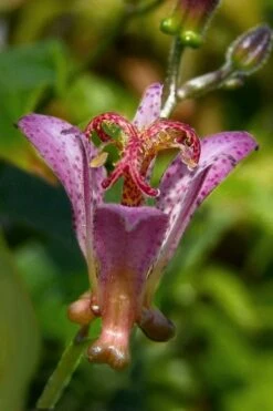 Gilt Edge Toad Lily (Tricyrtis Formosana) - 1 Gallon Pot