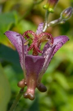 Gilt Edge Toad Lily (Tricyrtis Formosana) - 1 Gallon Pot -Garden Sales Store tricyrtis formosana gilt edge 5
