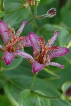 Gilt Edge Toad Lily (Tricyrtis Formosana) - 1 Gallon Pot -Garden Sales Store tricyrtis formosana gilt edge 6