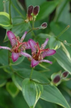 Gilt Edge Toad Lily (Tricyrtis Formosana) - 1 Gallon Pot -Garden Sales Store tricyrtis formosana gilt edge 7