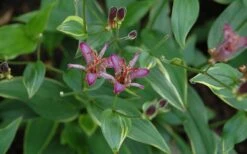 Gilt Edge Toad Lily (Tricyrtis Formosana) - 1 Gallon Pot -Garden Sales Store tricyrtis formosana gilt edge 8