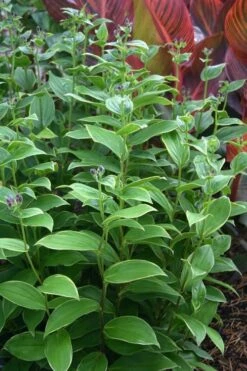 Gilt Edge Toad Lily (Tricyrtis Formosana) - 1 Gallon Pot -Garden Sales Store tricyrtis formosana gilt edge 9