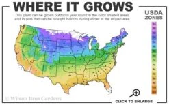 Mrs. Norman Thompson Clematis - 1 Gallon Pot -Garden Sales Store usda zone map 12