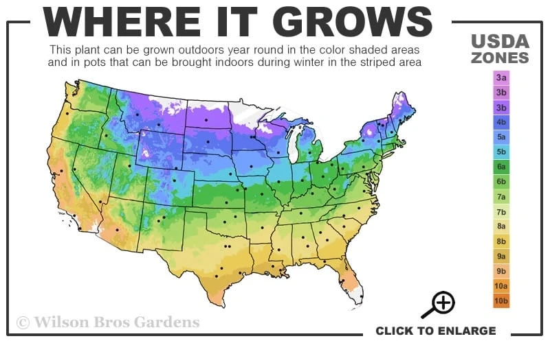 Comtesse De Bouchaud Clematis - 1 Gallon Pot 3 Comtesse De Bouchaud Clematis - 1 Gallon Pot - Image 3