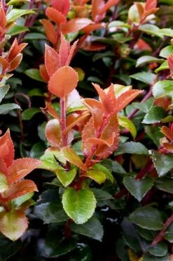 Evergreen Huckleberry (Vaccinium Ovatum) - 1 Gallon Pot -Garden Sales Store vaccinium ovatum evergreen huckleberry 10
