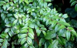Evergreen Huckleberry (Vaccinium Ovatum) - 1 Gallon Pot -Garden Sales Store vaccinium ovatum evergreen huckleberry 12