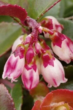 Evergreen Huckleberry (Vaccinium Ovatum) - 1 Gallon Pot -Garden Sales Store vaccinium ovatum evergreen huckleberry 4