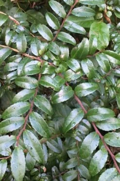 Evergreen Huckleberry (Vaccinium Ovatum) - 1 Gallon Pot -Garden Sales Store vaccinium ovatum evergreen huckleberry 7