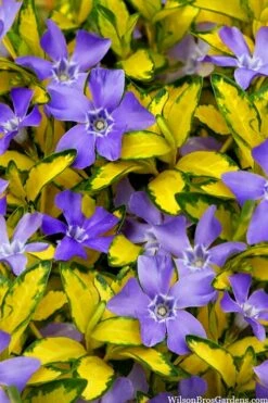 Illumination Variegated Periwinkle (Vinca Minor) - 5 Pack Of Pint Pots -Garden Sales Store vinca minor illumination 10