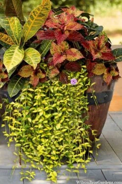 Illumination Variegated Periwinkle (Vinca Minor) - 5 Pack Of Pint Pots -Garden Sales Store vinca minor illumination 7