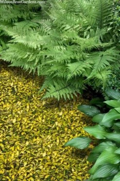 Illumination Variegated Periwinkle (Vinca Minor) - 5 Pack Of Pint Pots -Garden Sales Store vinca minor illumination 8