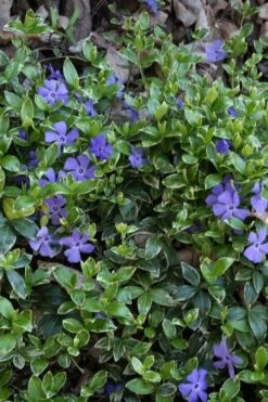 Ralph Shugert Variegated Periwinkle - Vinca Minor - 3 Pack Of Pint Pots -Garden Sales Store vinca minor ralph shugert variegated evergreen periwinkle 4