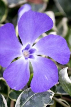 Ralph Shugert Variegated Periwinkle - Vinca Minor - 3 Pack Of Pint Pots -Garden Sales Store vinca minor ralph shugert variegated evergreen periwinkle 6