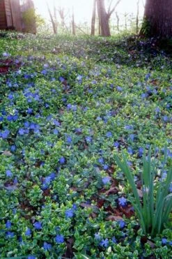 Ralph Shugert Variegated Periwinkle - Vinca Minor - 3 Pack Of Pint Pots -Garden Sales Store vinca minor ralph shugert variegated evergreen periwinkle 7
