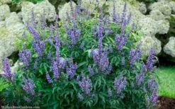 Blue Diddley Dwarf Chaste Tree (Vitex Agnus-castus) - 1 Gallon Pot -Garden Sales Store vitex agnus castus blue diddley 20