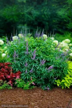 Blue Diddley Dwarf Chaste Tree (Vitex Agnus-castus) - 1 Gallon Pot -Garden Sales Store vitex agnus castus blue diddley 22