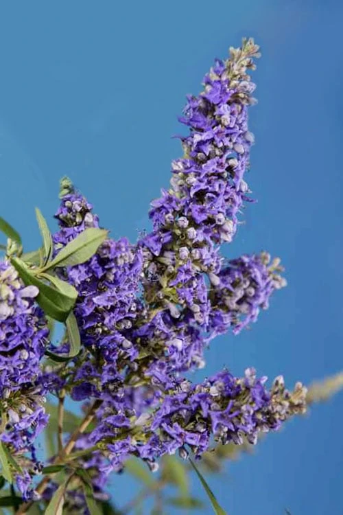 Delta Blues Chaste Tree (Vitex) - 3 Gallon Pot 4 Delta Blues Chaste Tree (Vitex) - 3 Gallon Pot - Image 4