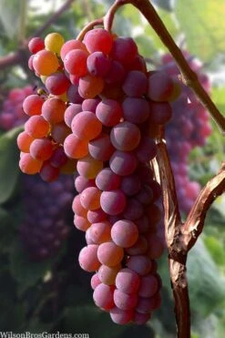 Canadice Red Seedless Grape Vine - 1 Gallon Pot