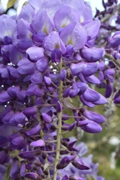 Okayama Silky Wisteria Vine - 3 Gallon Pot -Garden Sales Store wisteria brachybrotrys okayama silky wisteria vine 1