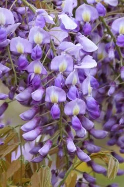 Okayama Silky Wisteria Vine - 3 Gallon Pot -Garden Sales Store wisteria brachybrotrys okayama silky wisteria vine 4