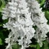 Clara Mack White Kentucky Wisteria Vine - 3 Gallon Pot
