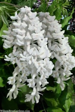 Clara Mack White Kentucky Wisteria Vine - 3 Gallon Pot