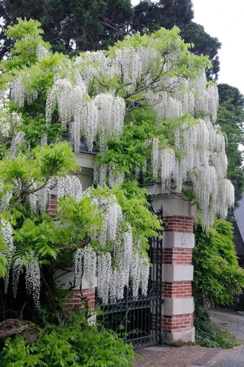 Clara Mack White Kentucky Wisteria Vine - 3 Gallon Pot 4 Clara Mack White Kentucky Wisteria Vine - 3 Gallon Pot - Image 4