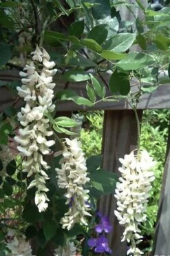 Clara Mack White Kentucky Wisteria Vine - 3 Gallon Pot 11 Clara Mack White Kentucky Wisteria Vine - 3 Gallon Pot -Garden Sales Store wisteria macrostachya clara mack white kentucky wisteria 7