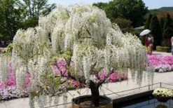 Clara Mack White Kentucky Wisteria Vine - 3 Gallon Pot 10 Clara Mack White Kentucky Wisteria Vine - 3 Gallon Pot -Garden Sales Store wisteria macrostachya clara mack white kentucky wisteria 9