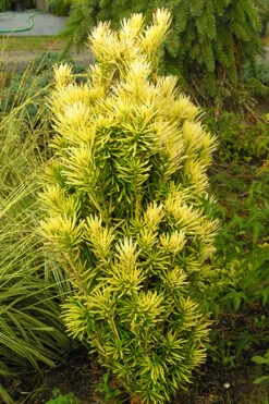 Korean Gold Plum Yew (Cephalotaxus) - 3 Gallon Pot -Garden Sales Store yew korean gold 2 500x750 1